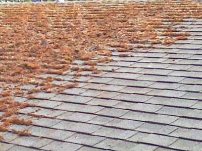 The Local Roof Cleaning 